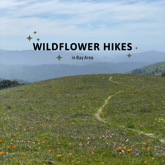 Wildflower Hikes in Bay Area